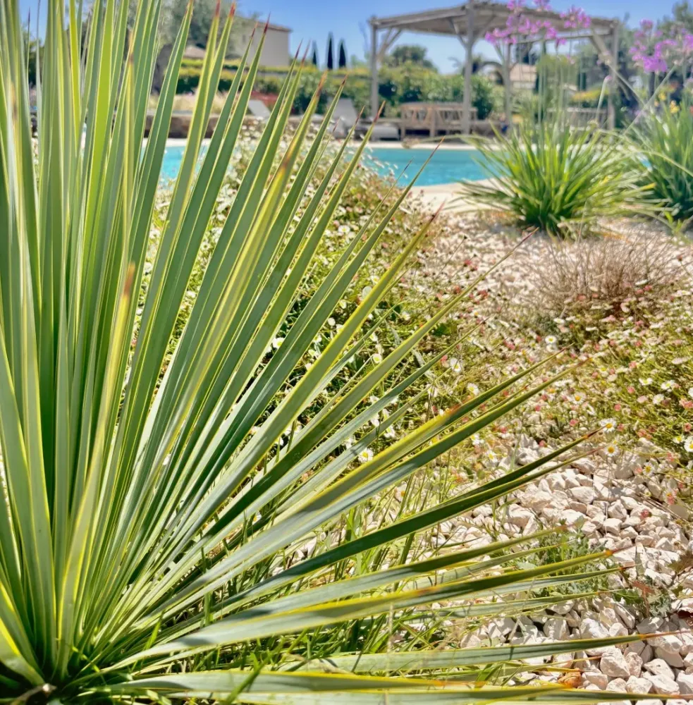 piscine-forme-libre-4