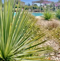 piscine-forme-libre-4