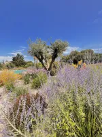 piscine-forme-libre-7