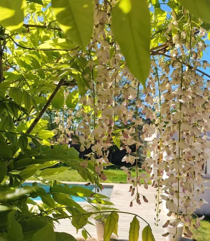 olivier-aix-provence-1