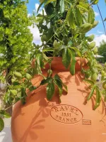 olivier-aix-provence-2