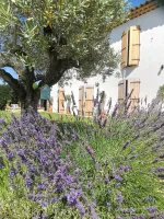 olivier-aix-provence-5