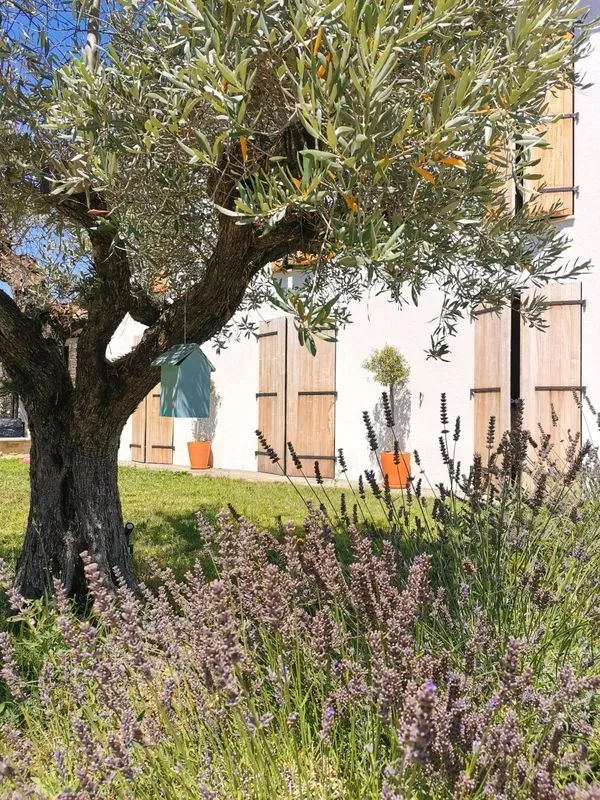 Jardin d'oliviers à Aix-en-Provence